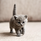 Image for article titled If You're Owned by a Cat, Scientists Want to Hear From You